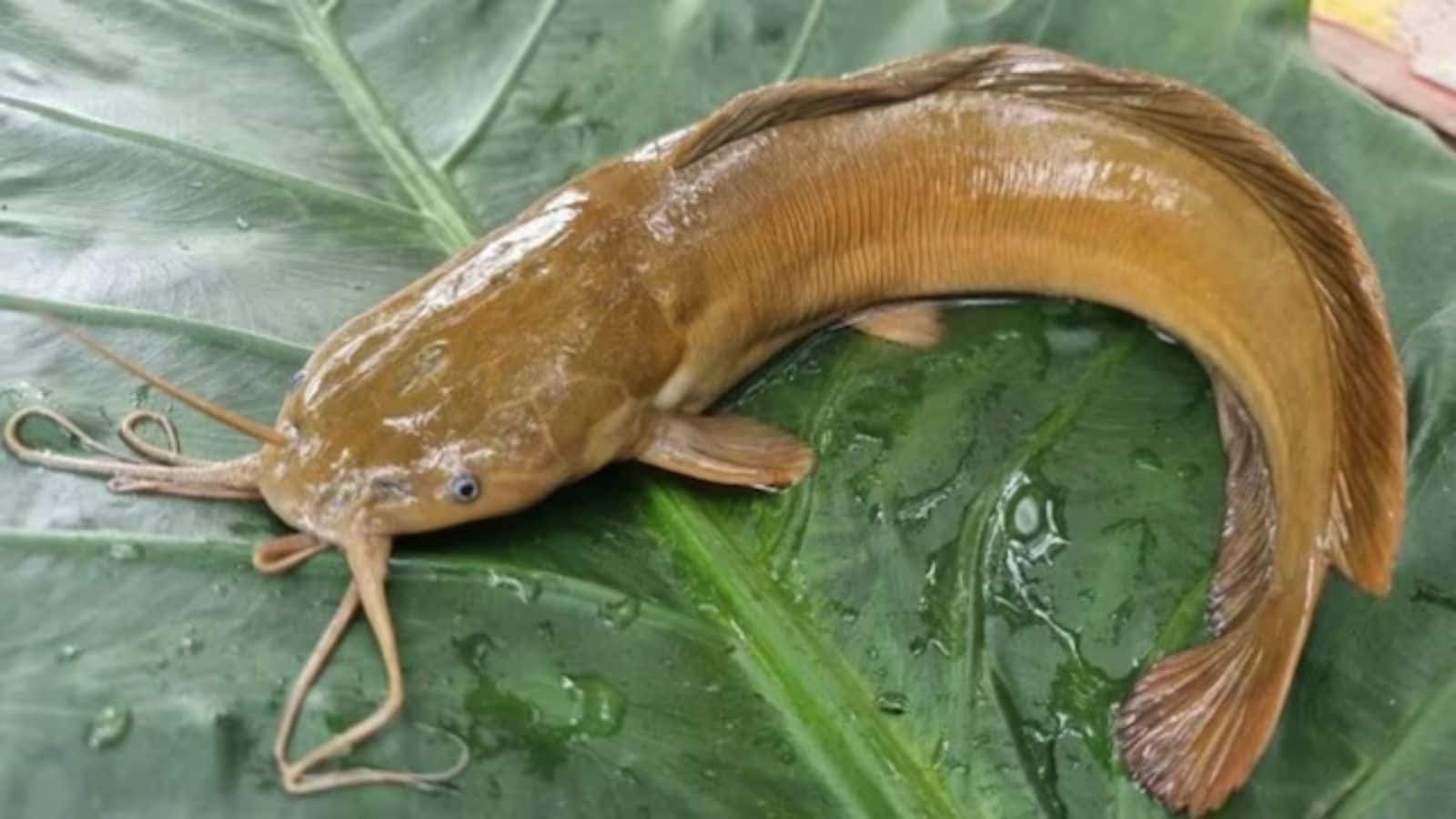 Thai Magur Fish Cancer Risk